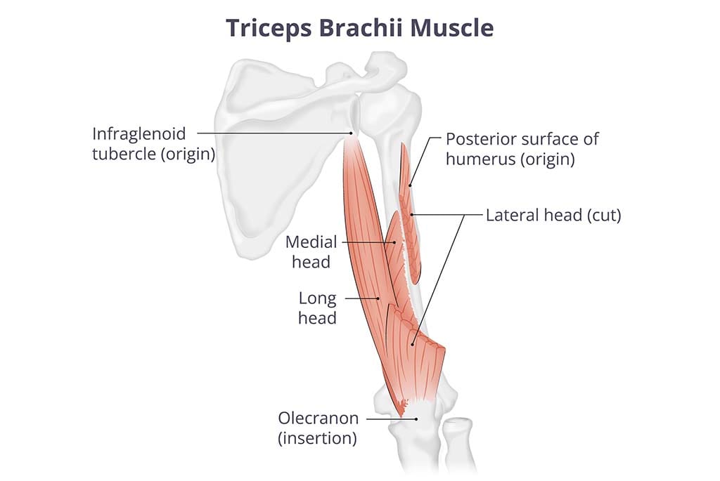 The triceps muscle has three heads: the long head, lateral head, and medial head. 