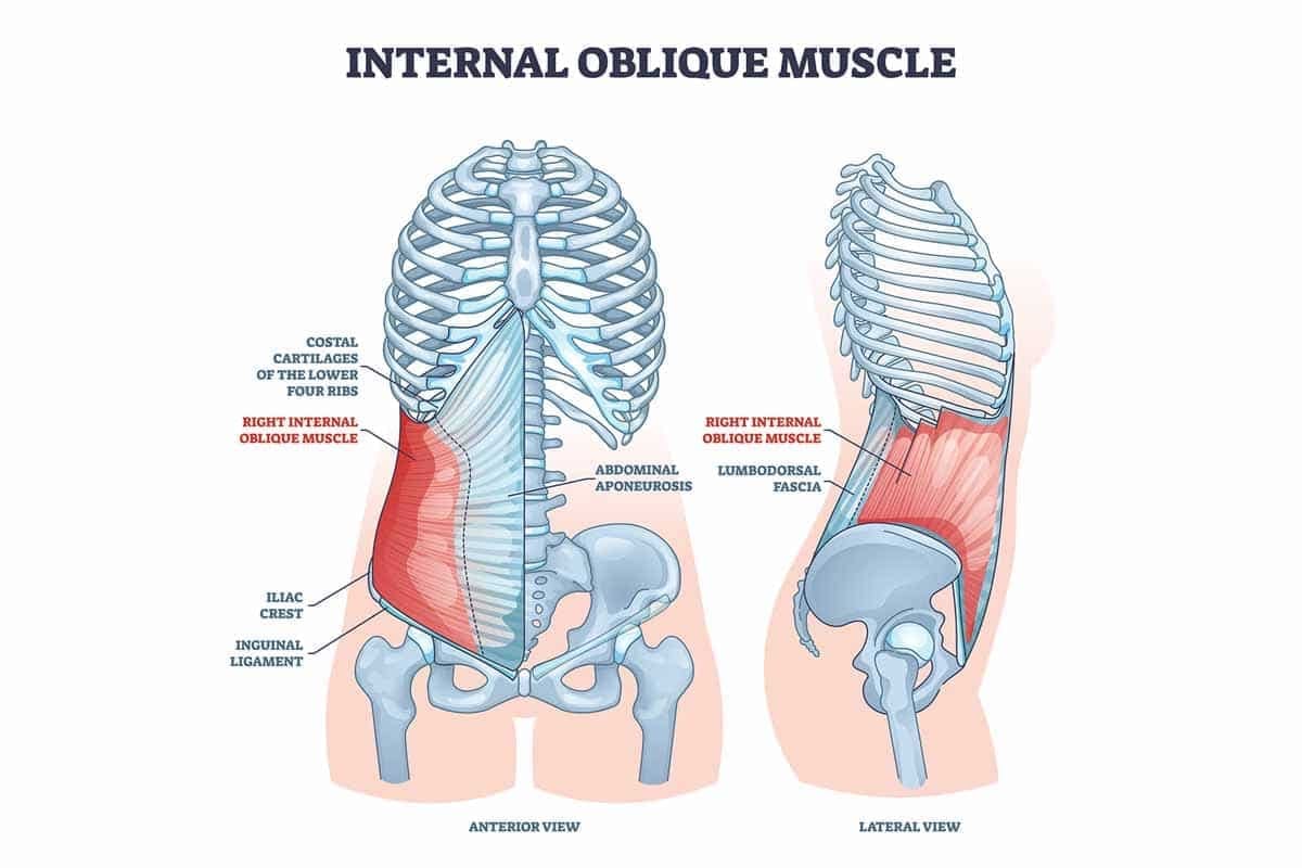 internal oblique muscle