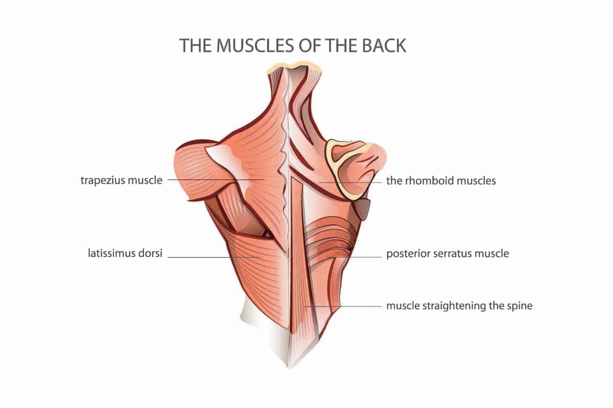 Diagram showing the back muscles