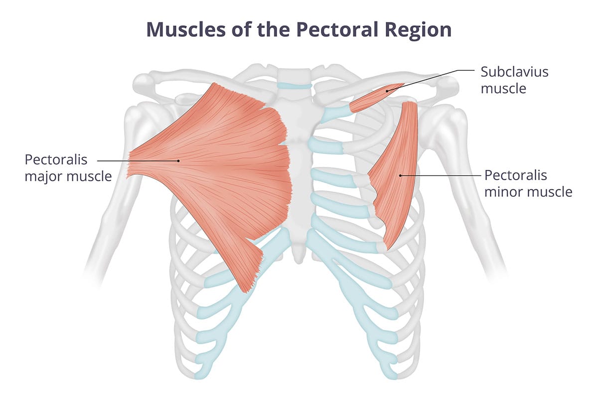 Pectoralis major and minor muscles. 