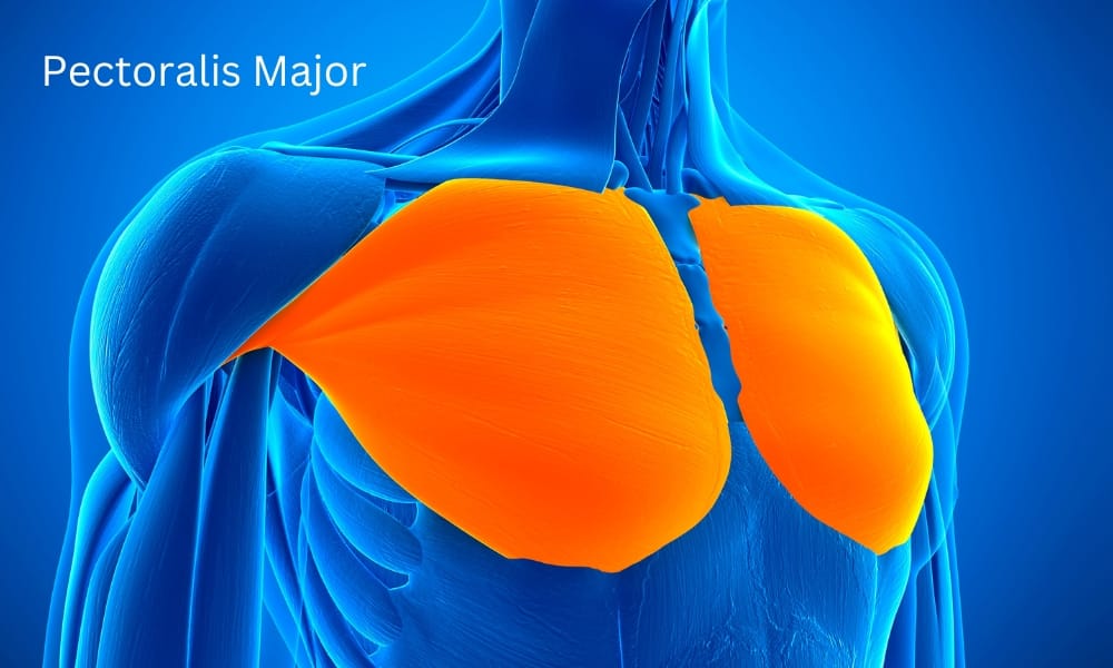 Pectoralis Major