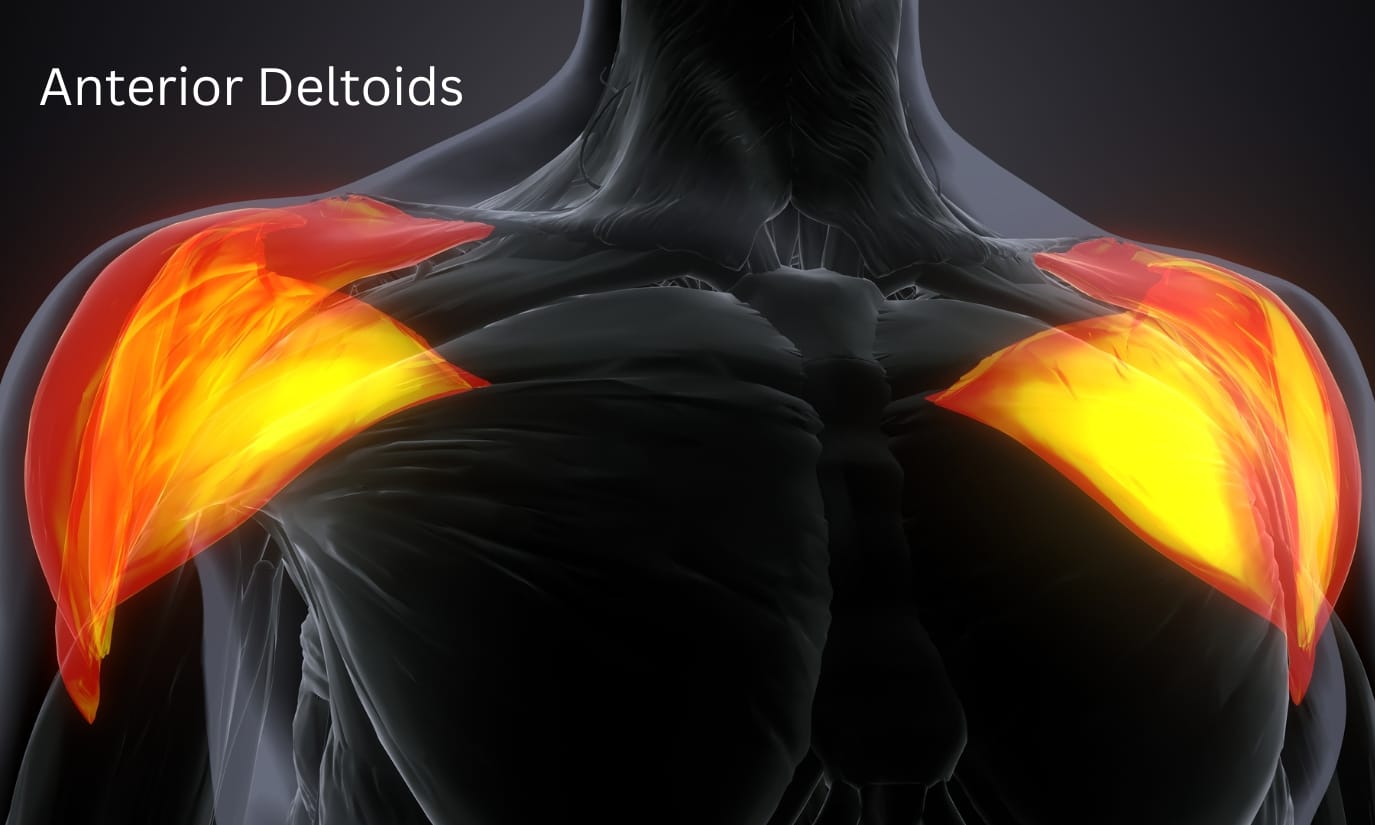 Anterior Deltoids