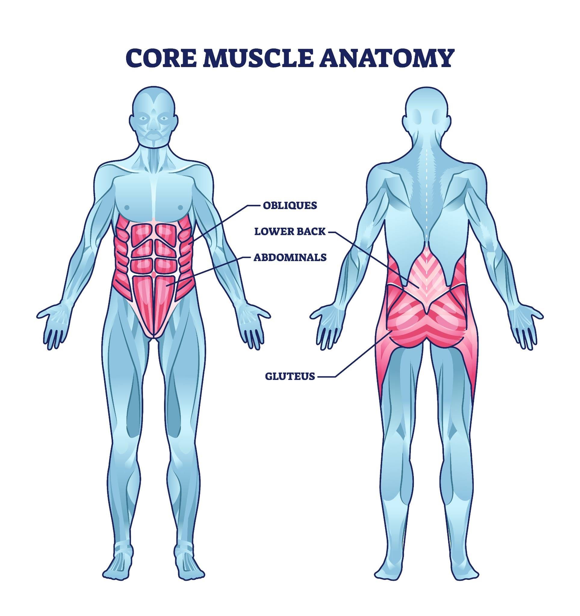 Anatomical illustration of core muscles, highlighting obliques, abdominals, and lower back