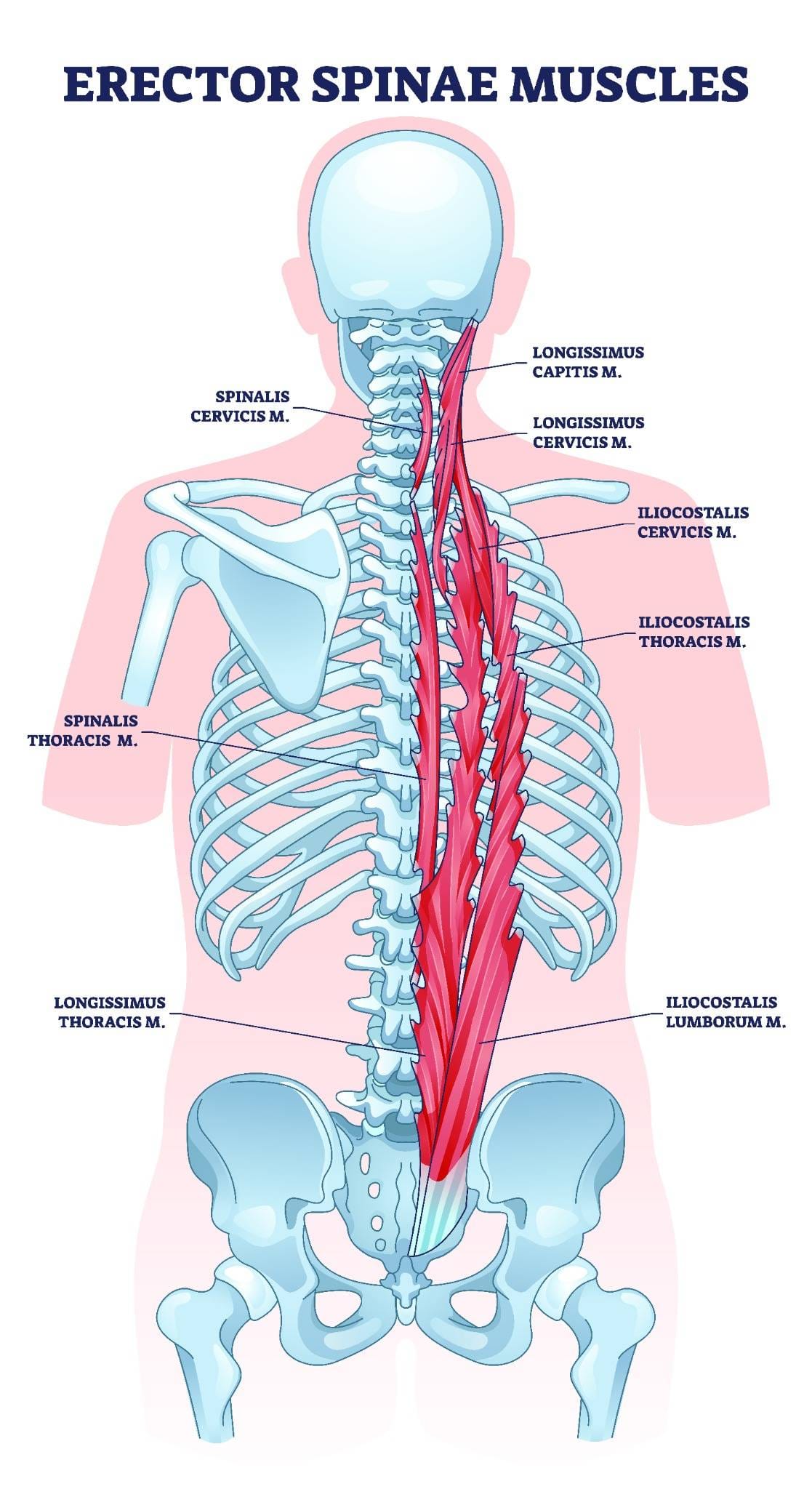 Anatomical diagram of the erector spinae muscles