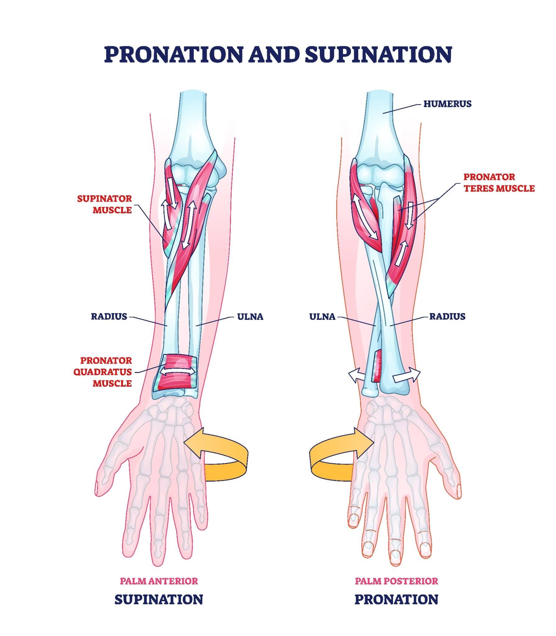 Anatomical diagram illustrating pronation and supination of the forearm