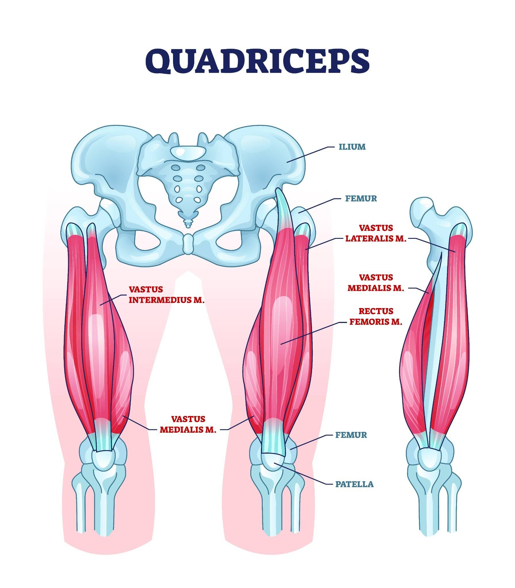 Anatomical diagram of the quadriceps muscles