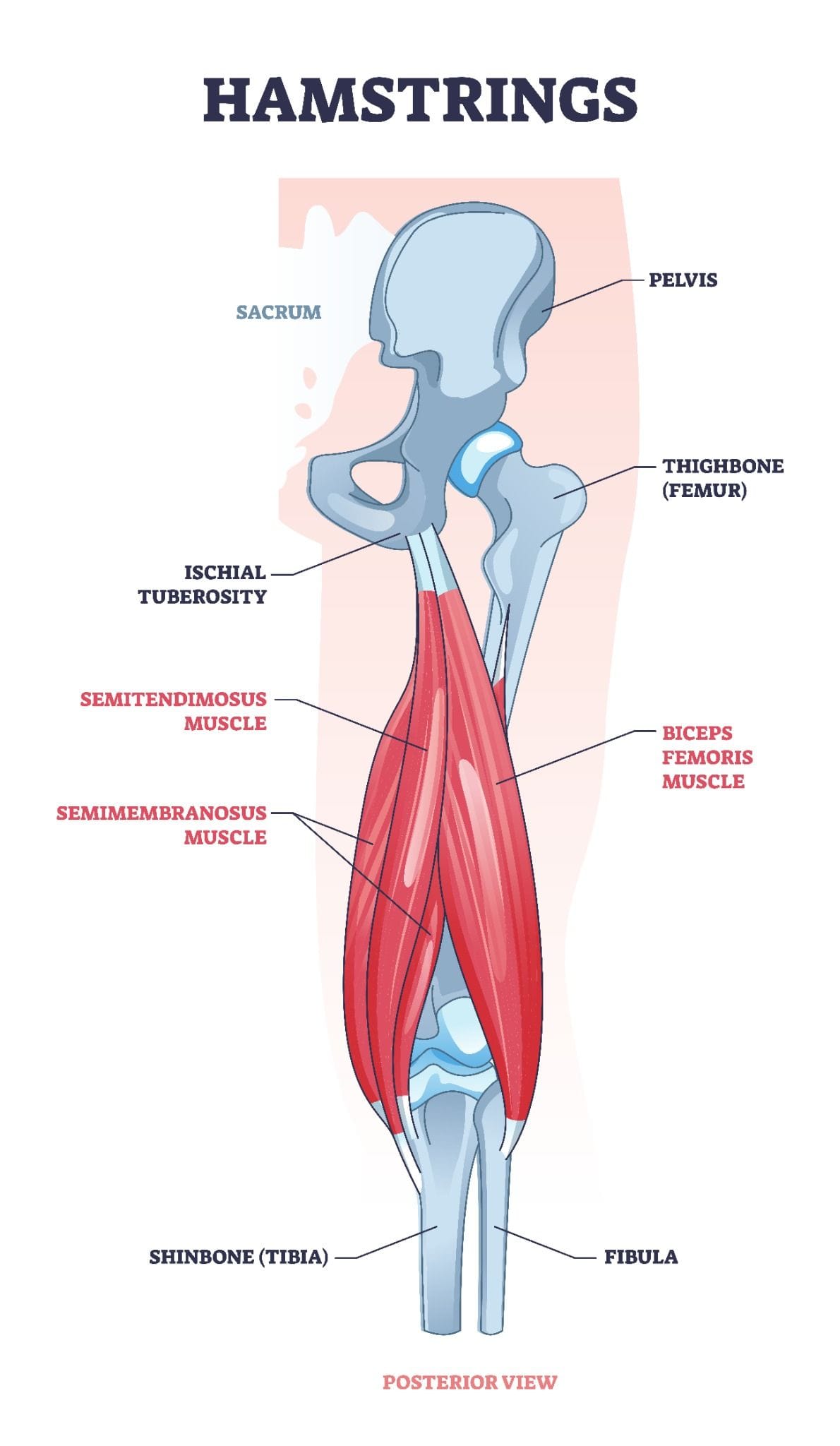 Anatomical diagram of the hamstring muscles