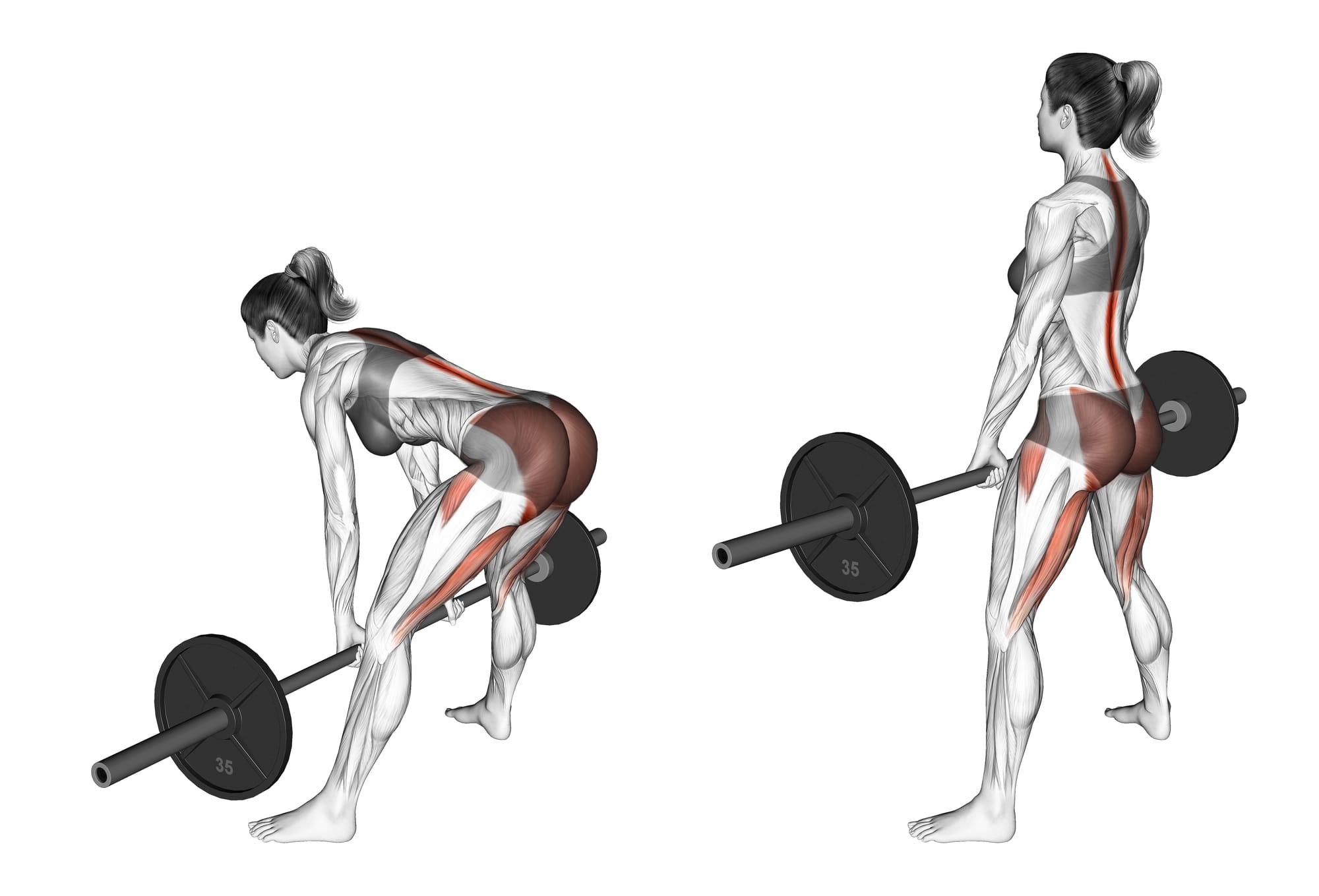 Anatomical illustration of a woman performing a Romanian deadlift with a barbell, highlighting primary muscles activated.