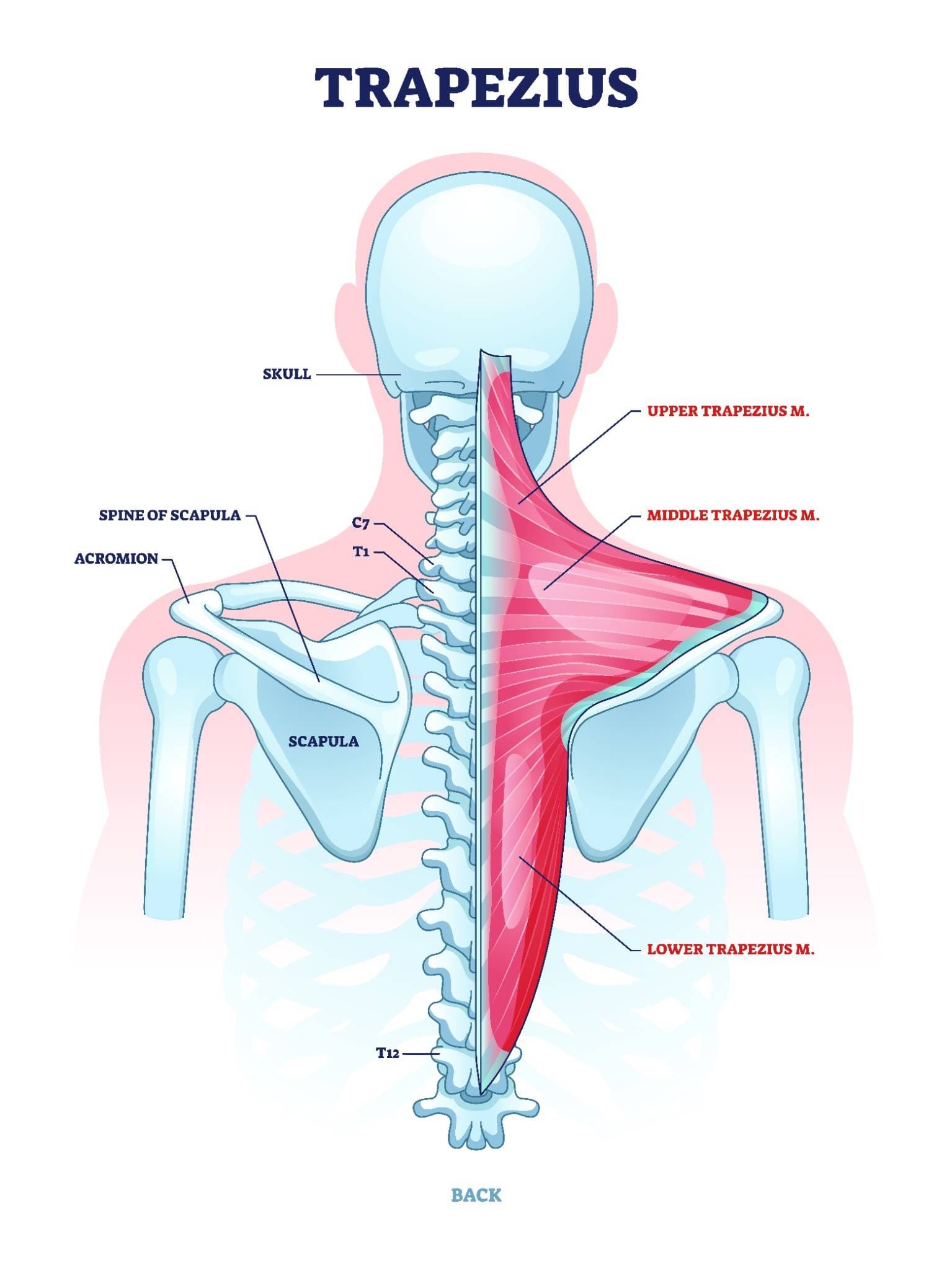 Anatomical diagram of the trapezius muscle, highlighting the upper, middle, and lower trapezius