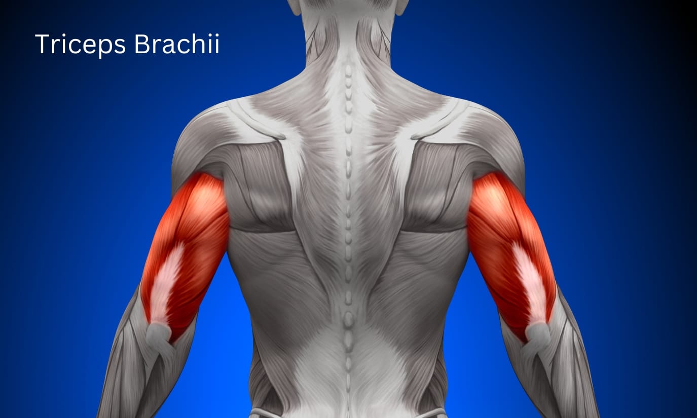 Triceps Brachii